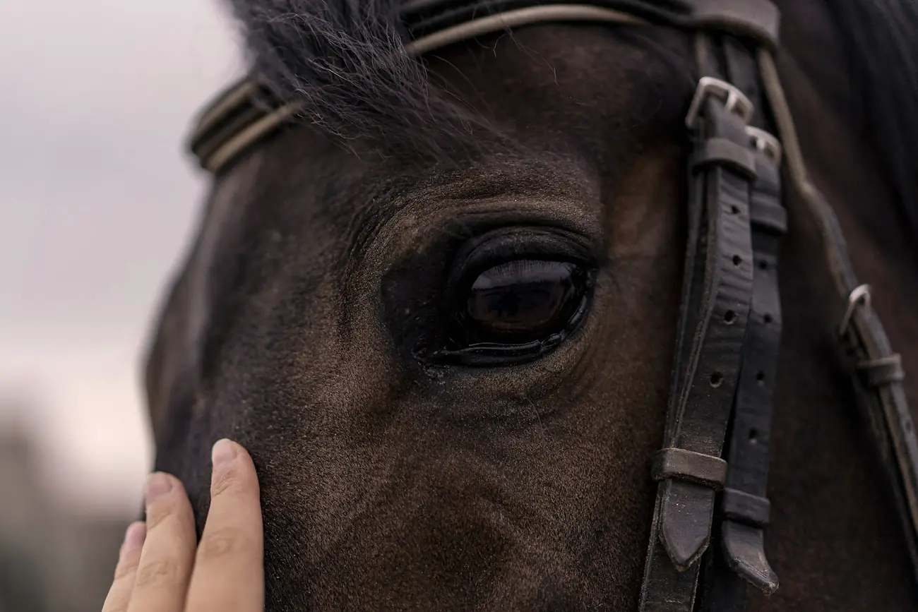 A hand resting gently on a dark horse's face