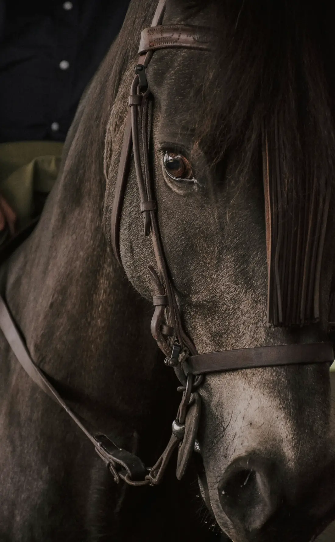 Close portrait of a dark bay horse in a leather bridle
