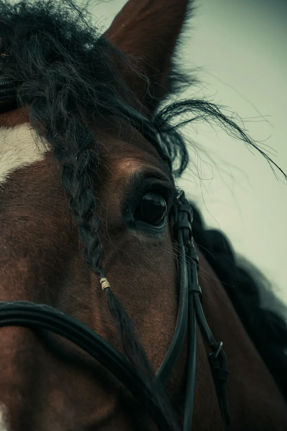 Close-up of a bay horse's eye and braided mane