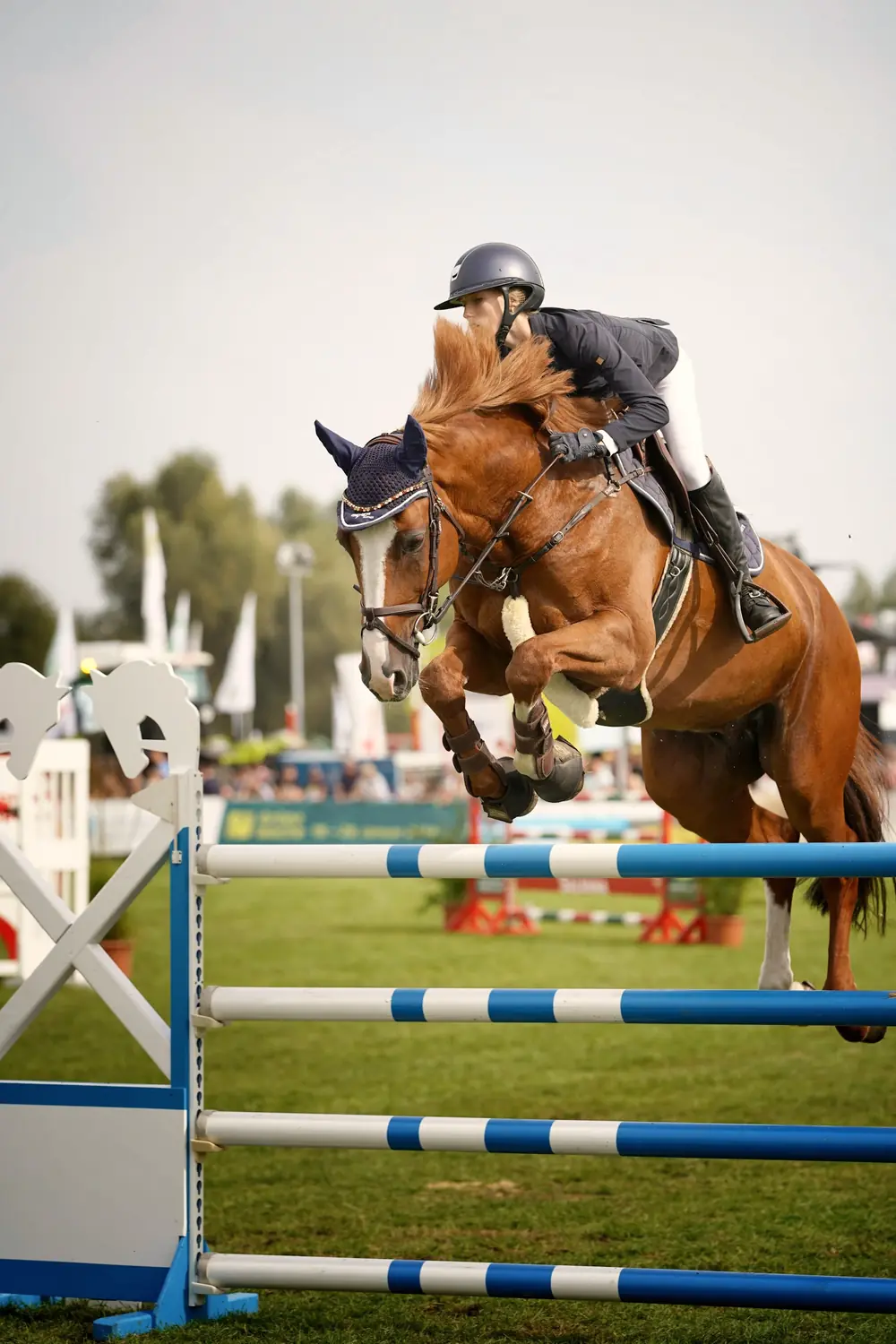 A chestnut show jumper clearing a vertical